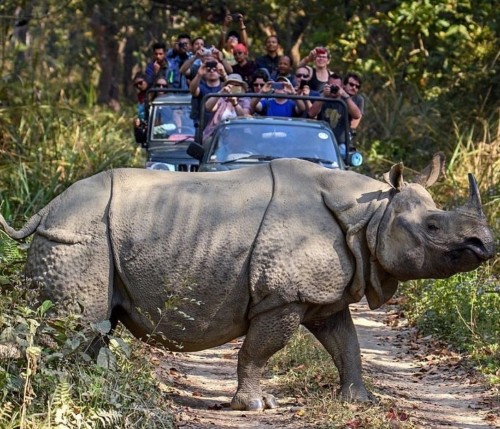 Kaziranga