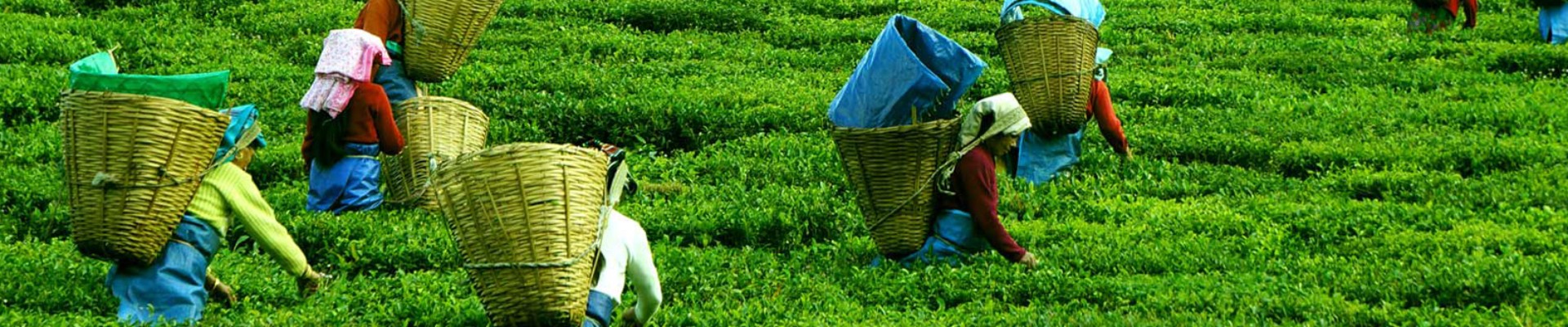 Darjeeling